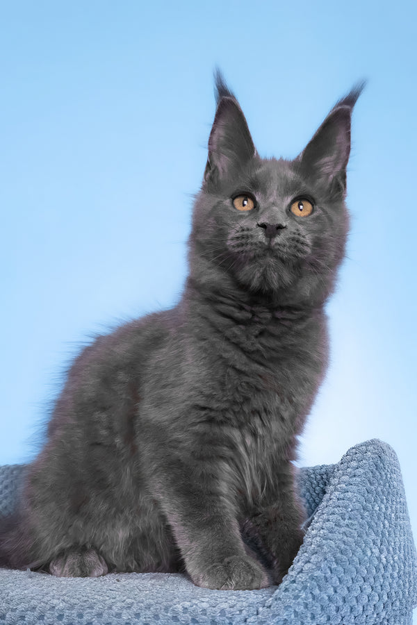 Yana | Polydactyl Maine Coon Kitten