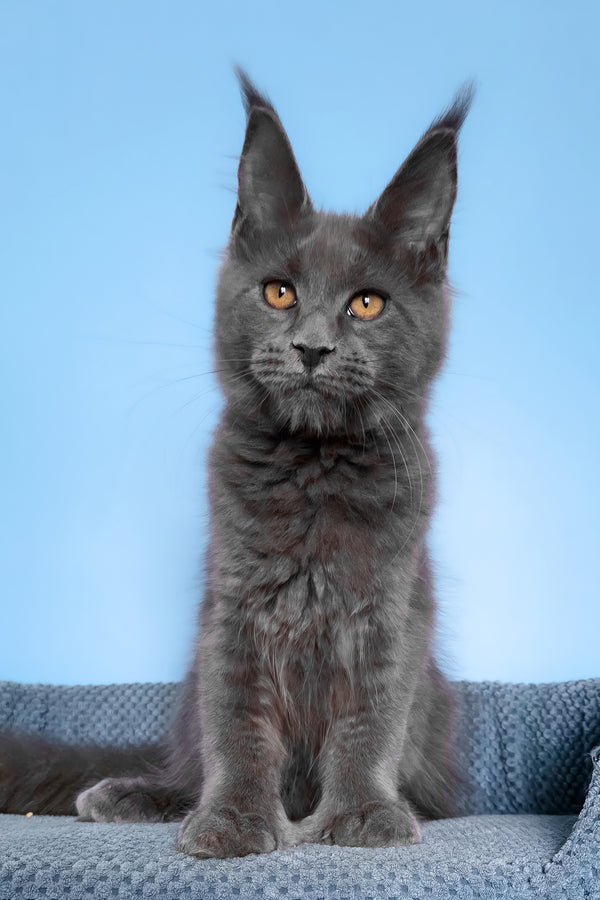 Yana | Polydactyl Maine Coon Kitten