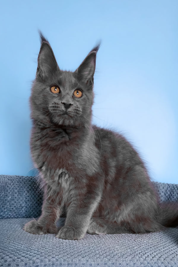 Yana | Polydactyl Maine Coon Kitten