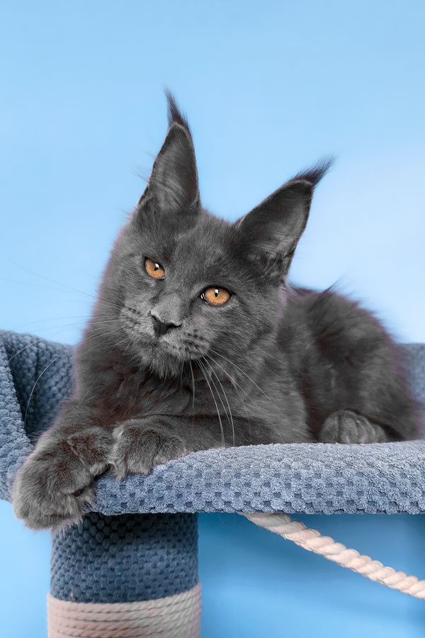 Yana | Polydactyl Maine Coon Kitten