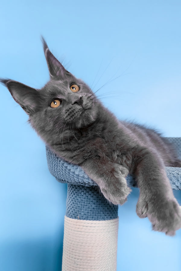 Yana | Polydactyl Maine Coon Kitten