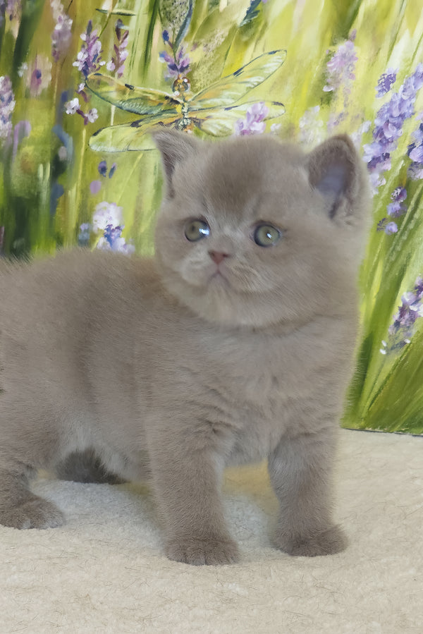 Yandex | British Shorthair Kitten