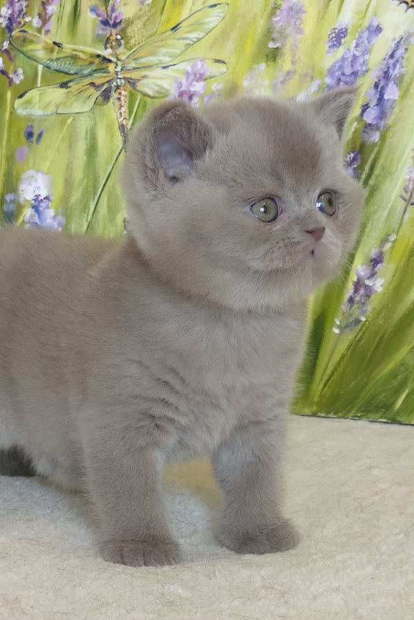 Yandex | British Shorthair Kitten