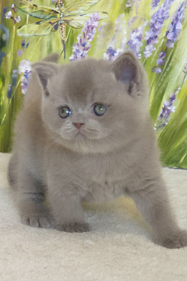 Yandex | British Shorthair Kitten