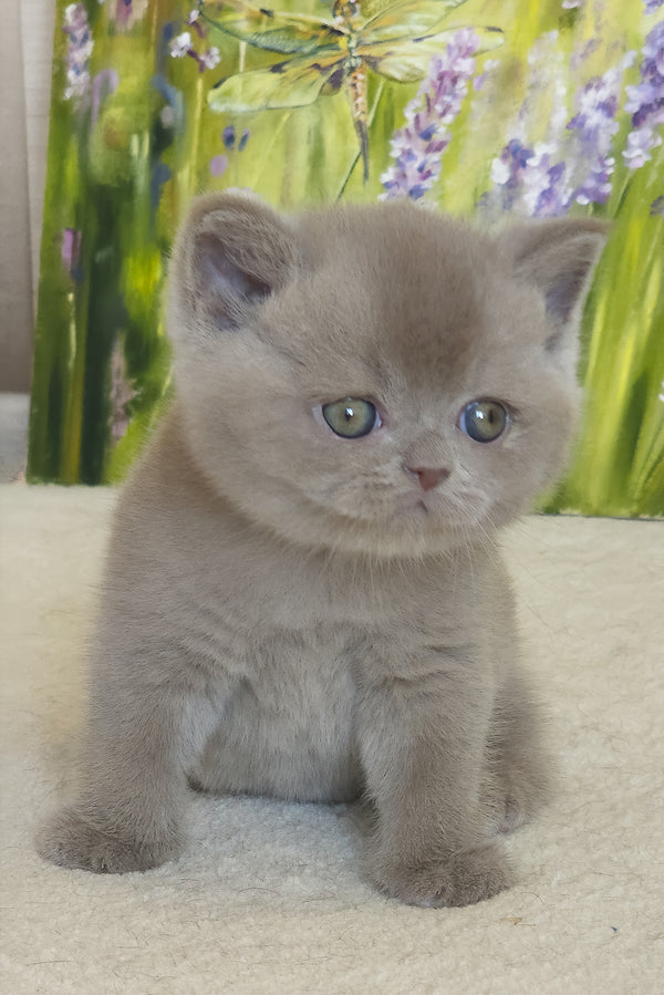 Yandex | British Shorthair Kitten