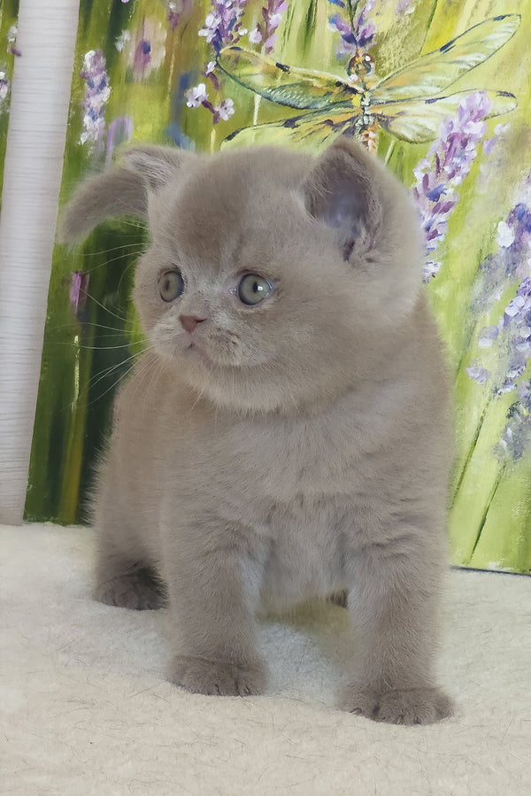 Yandex | British Shorthair Kitten