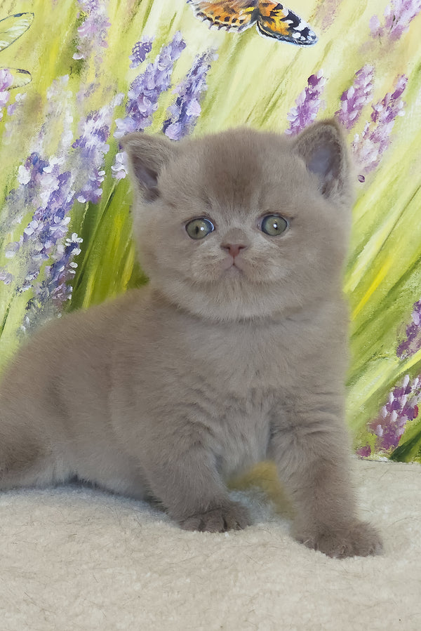 Yandex | British Shorthair Kitten