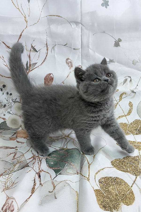 Yangar | British Shorthair Kitten