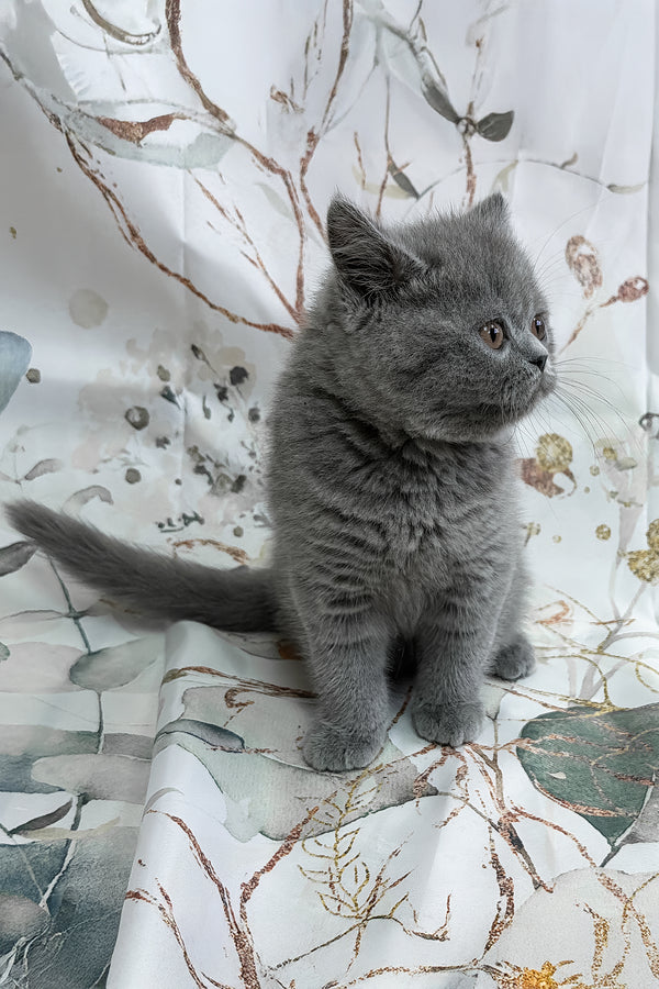 Yangar | British Shorthair Kitten