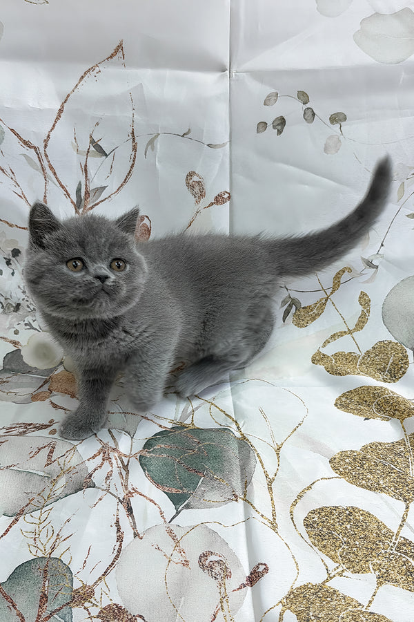 Yangar | British Shorthair Kitten