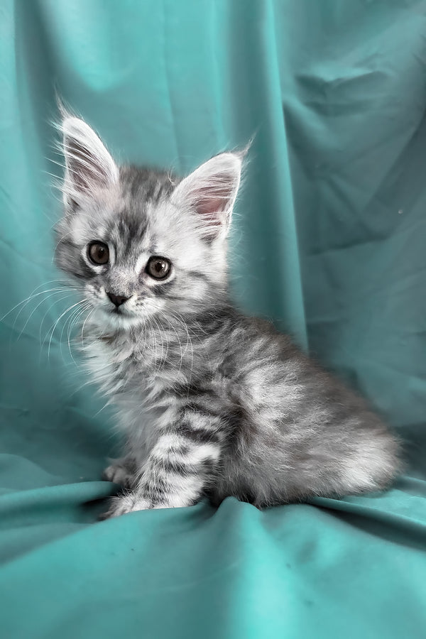 Yanius | Maine Coon Kitten