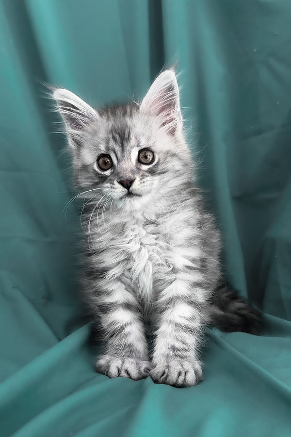 Yanius | Maine Coon Kitten