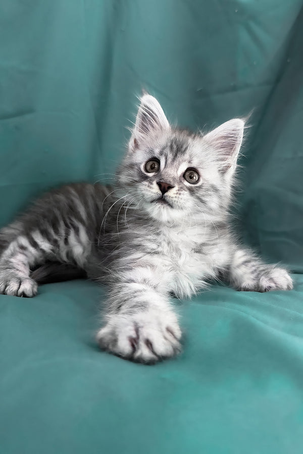 Yanius | Maine Coon Kitten