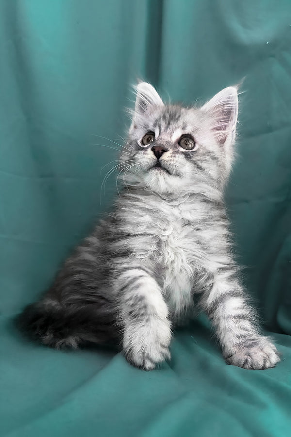 Yanius | Maine Coon Kitten