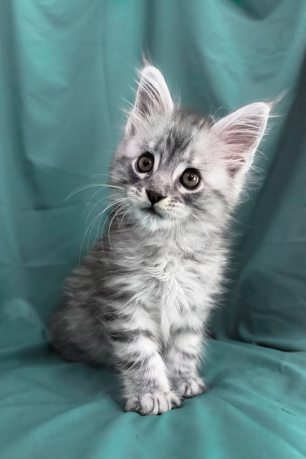 Yanius | Maine Coon Kitten