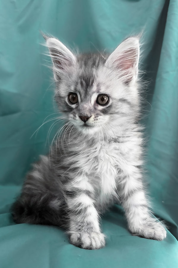 Yanius | Maine Coon Kitten