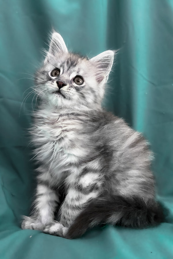 Yanius | Maine Coon Kitten