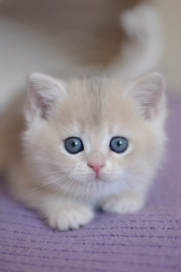 Yannis | British Shorthair Kitten