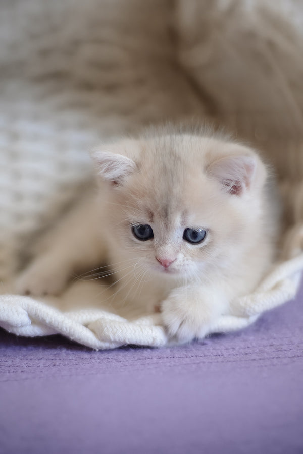 Yannis | British Shorthair Kitten