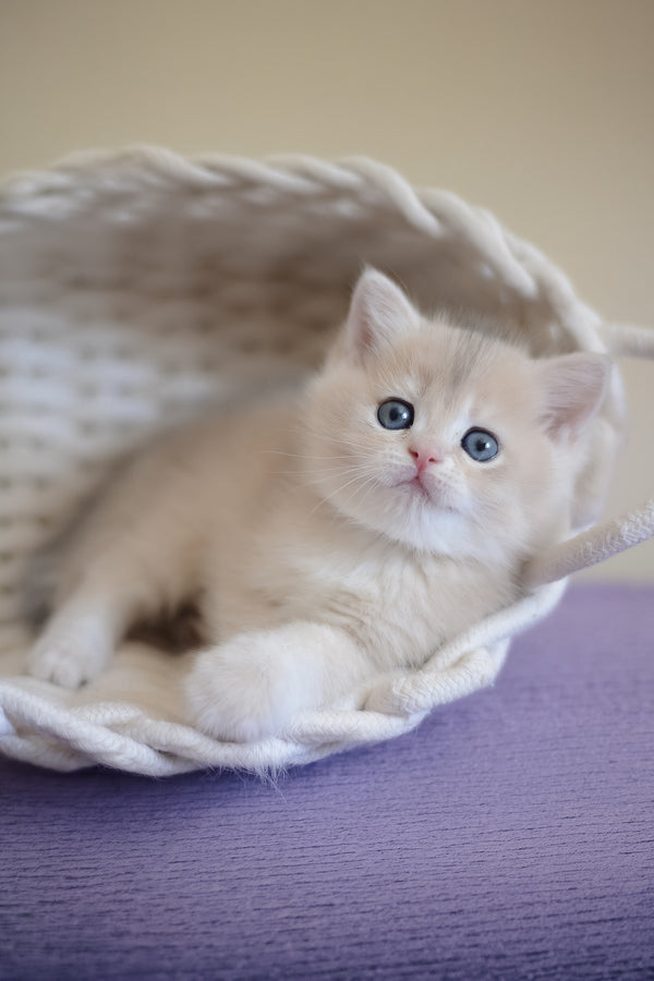 Yannis | British Shorthair Kitten