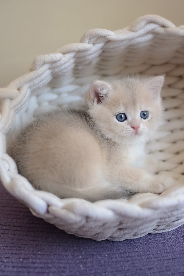 Yannis | British Shorthair Kitten