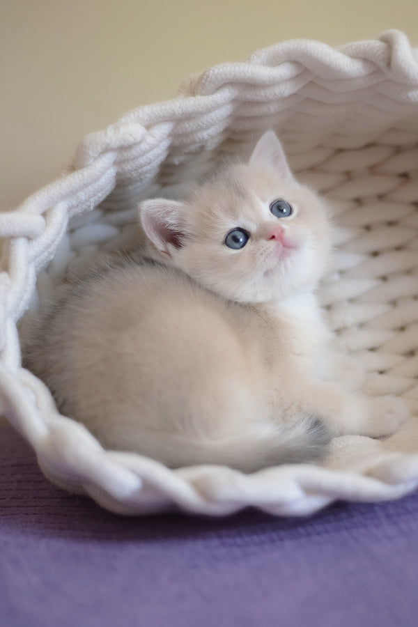 Yannis | British Shorthair Kitten