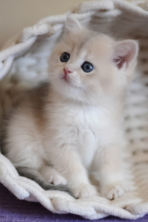 Yannis | British Shorthair Kitten
