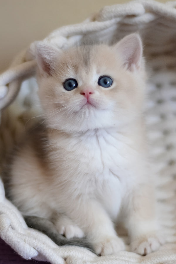 Yannis | British Shorthair Kitten