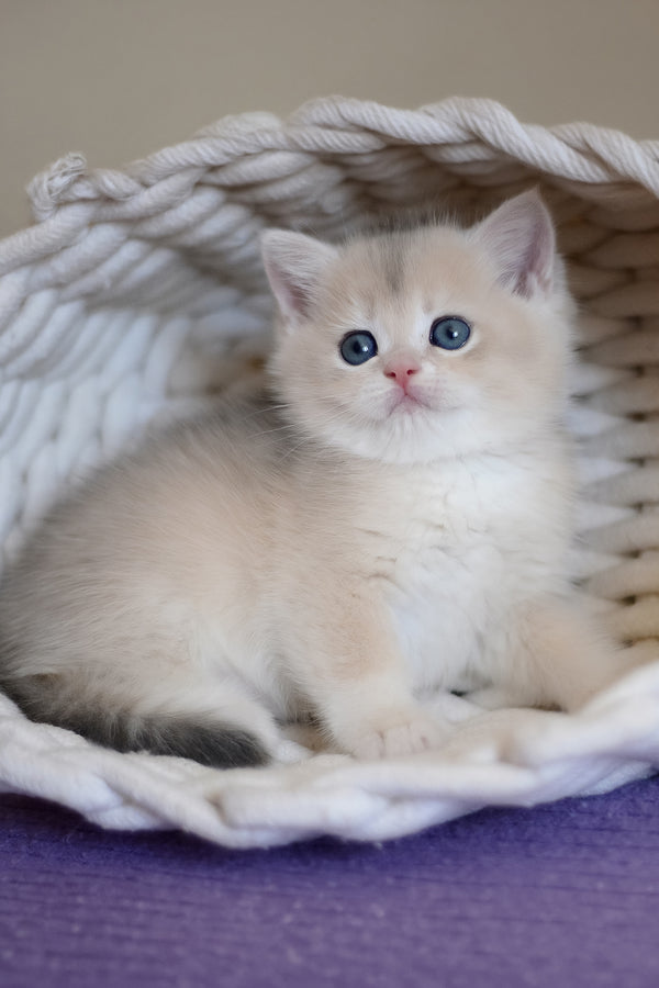 Yannis | British Shorthair Kitten