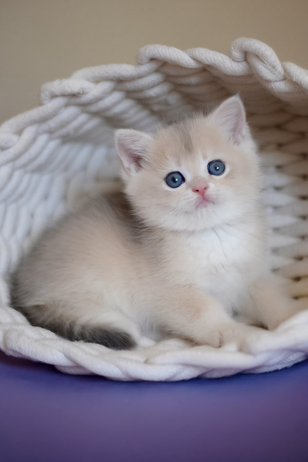 Yannis | British Shorthair Kitten