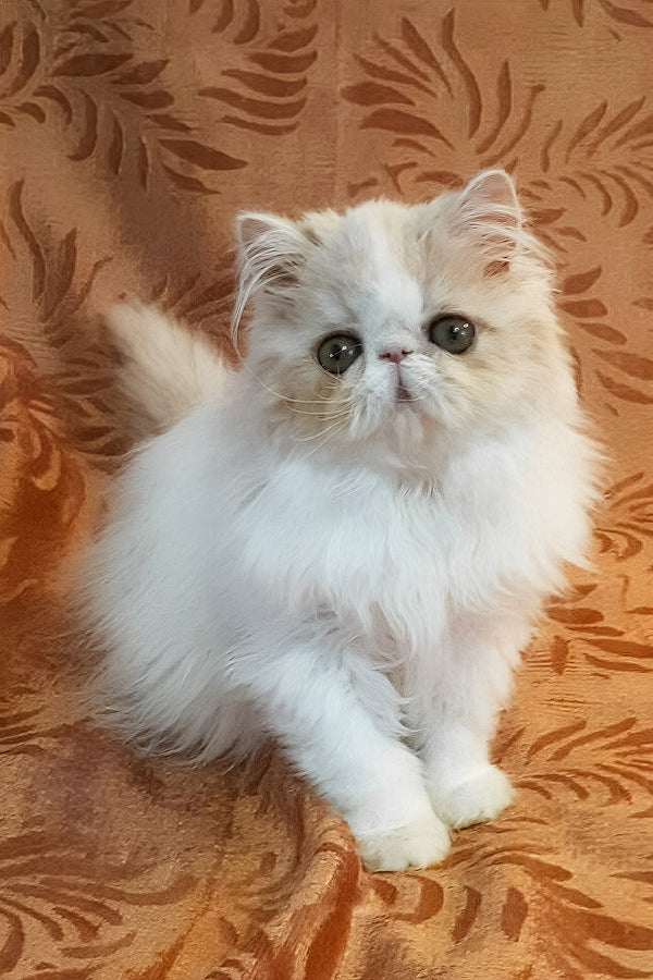 Yansey | Persian Kitten