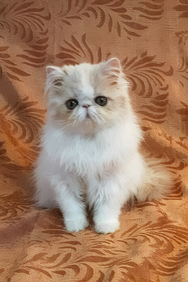 Yansey | Persian Kitten