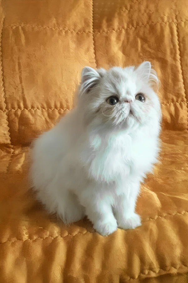 Yansey | Persian Kitten