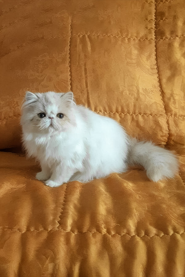 Yansey | Persian Kitten