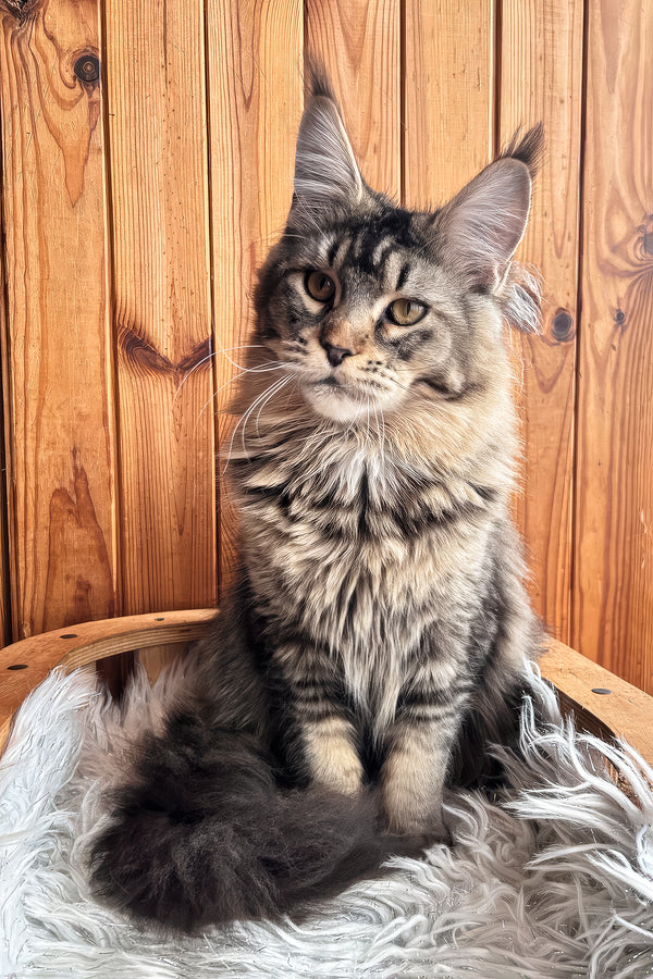 Yara | Maine Coon Kitten