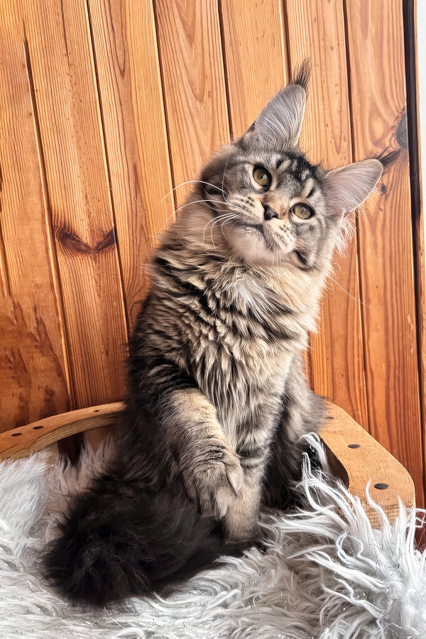 Yara | Maine Coon Kitten