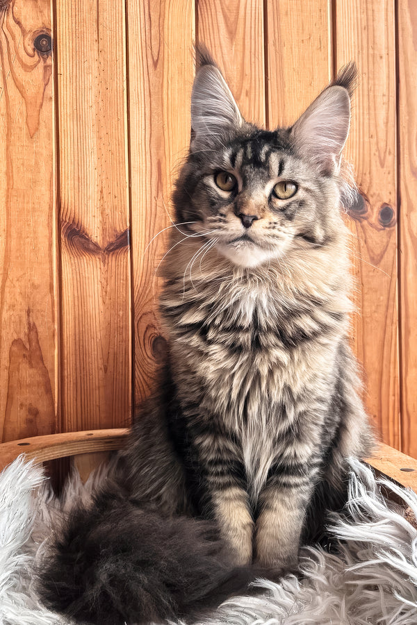 Yara | Maine Coon Kitten