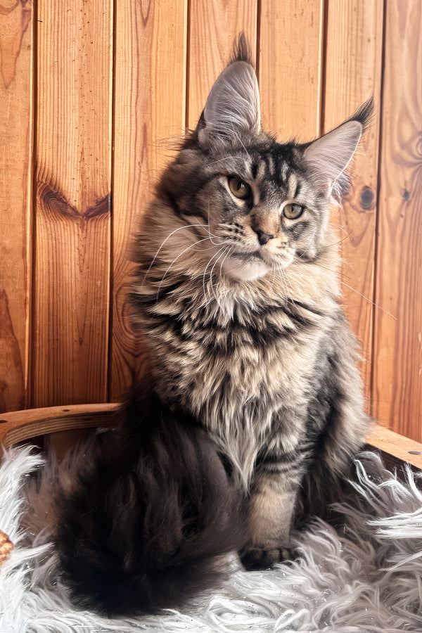Yara | Maine Coon Kitten