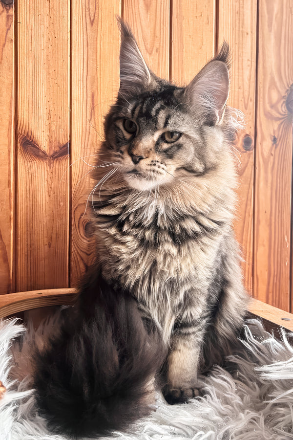 Yara | Maine Coon Kitten