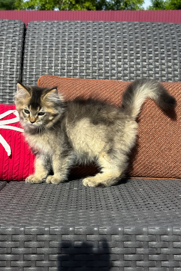 Yared | Golden Maine Coon Kitten