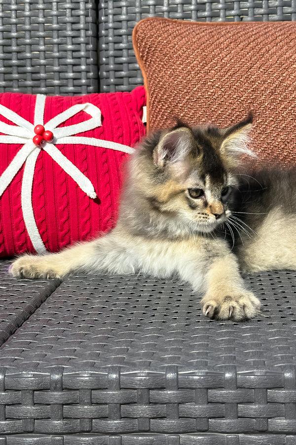 Yared | Golden Maine Coon Kitten