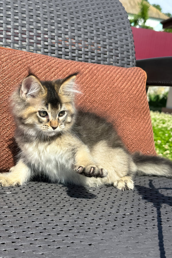 Yared | Golden Maine Coon Kitten