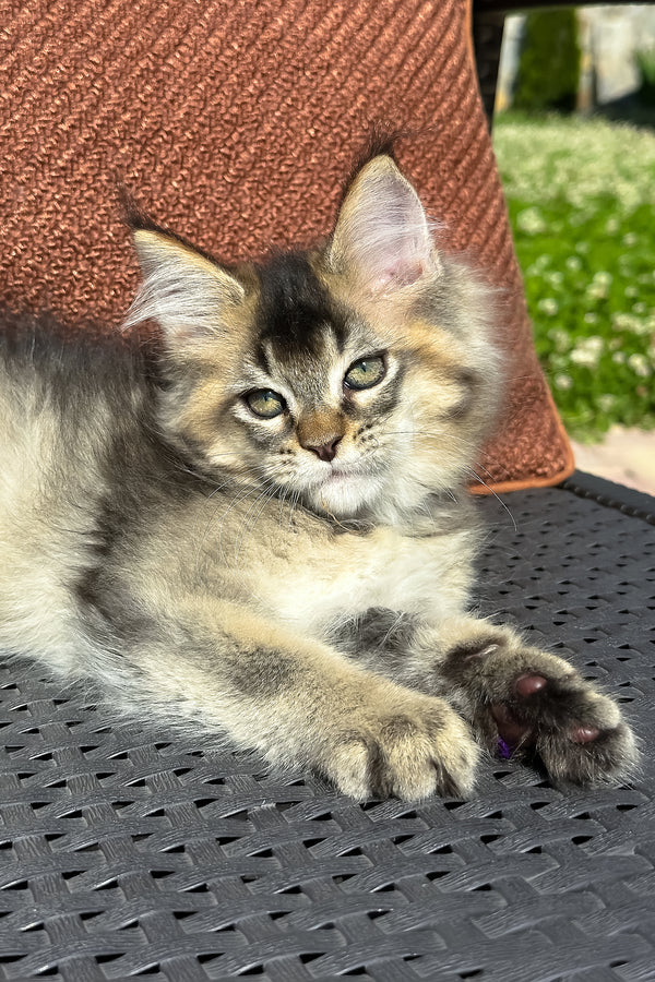 Yared | Golden Maine Coon Kitten