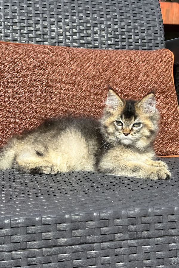 Yared | Golden Maine Coon Kitten