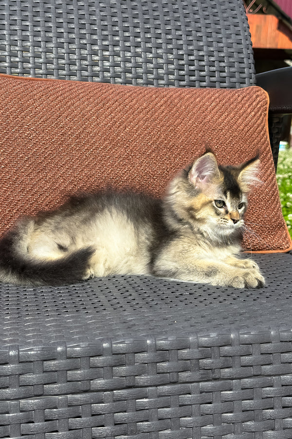 Yared | Golden Maine Coon Kitten
