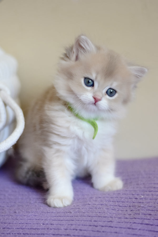 Yarik | British Longhair Kitten