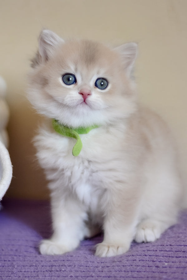 Yarik | British Longhair Kitten