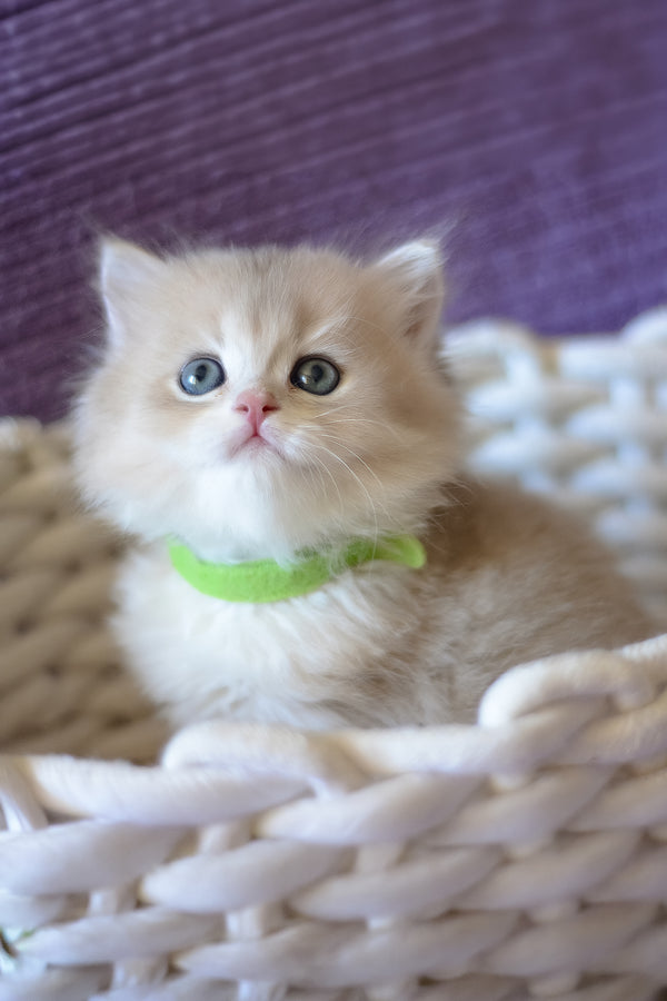 Yarik | British Longhair Kitten