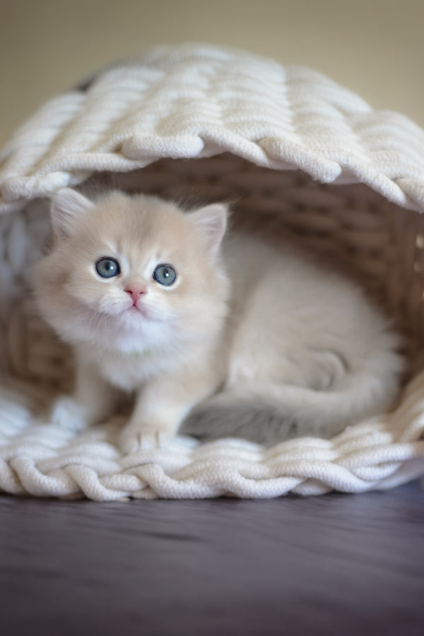 Yarik | British Longhair Kitten
