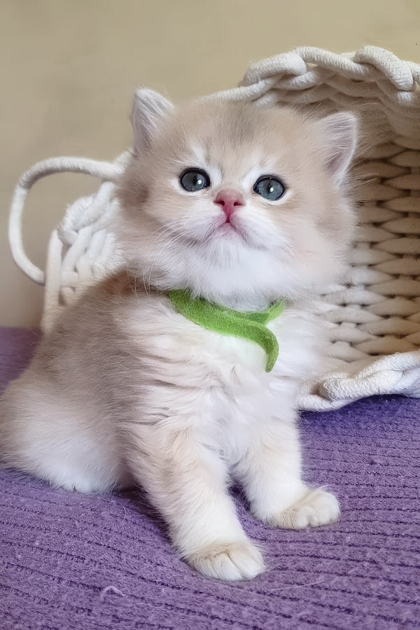 Yarik | British Longhair Kitten